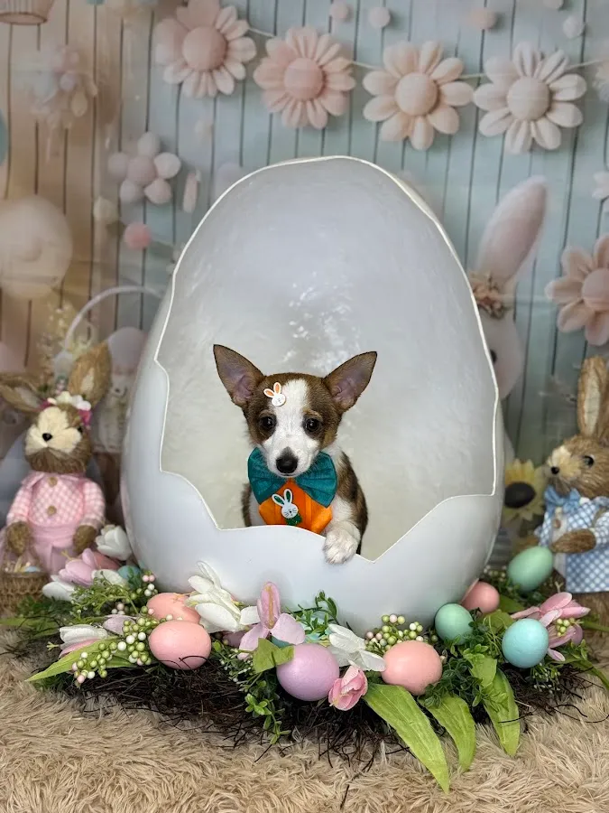 Deborah’s Pawfection photo 4