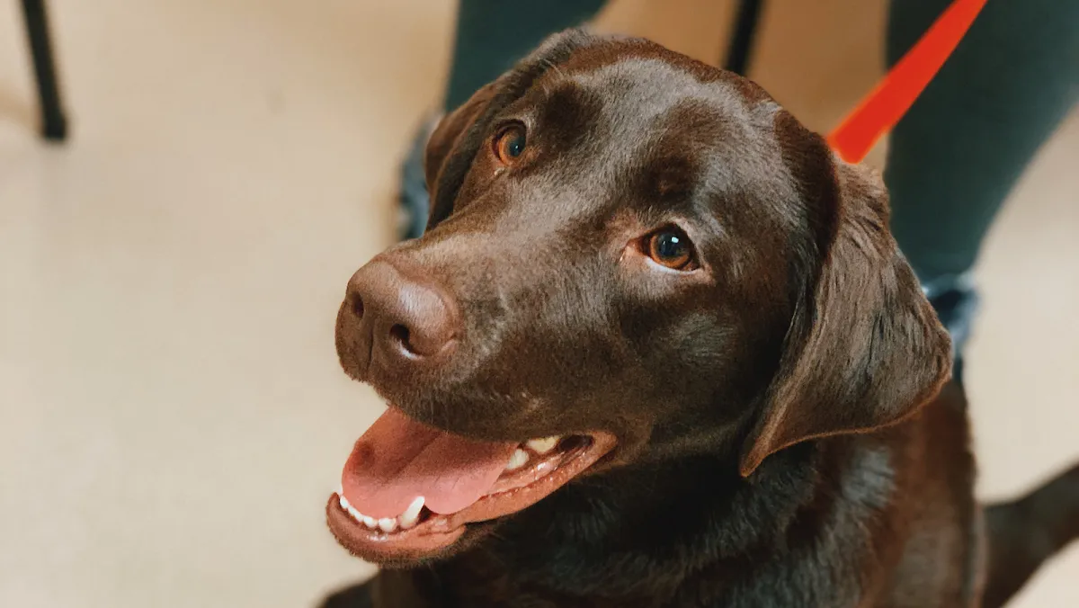 Deerwood Animal Hospital