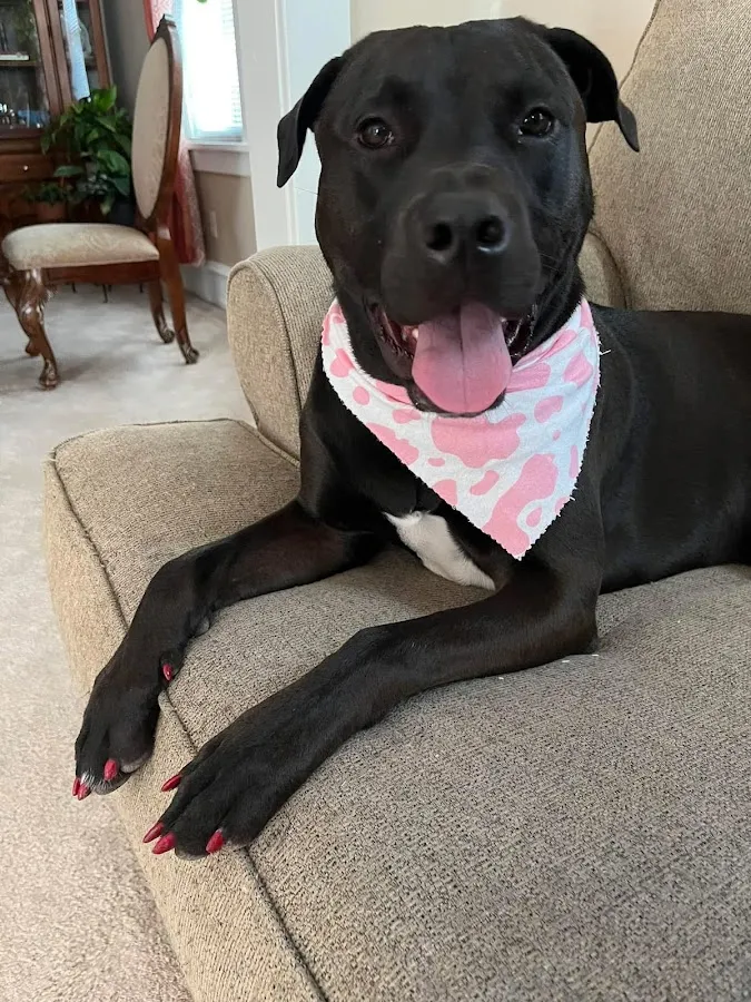 Devon's Dapper Dogs Pet Grooming