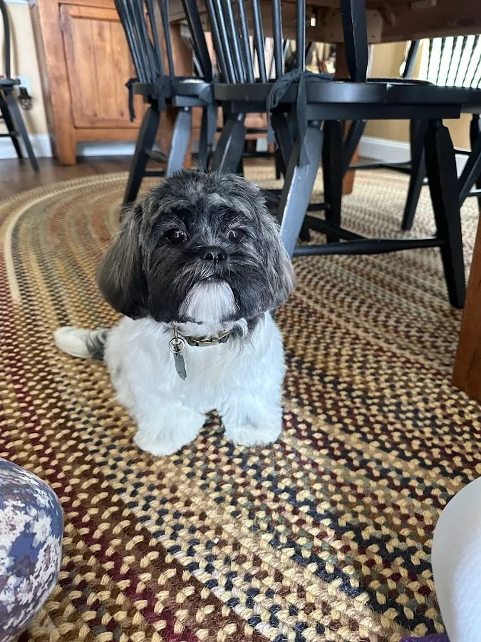 Diane's Grooming photo 2