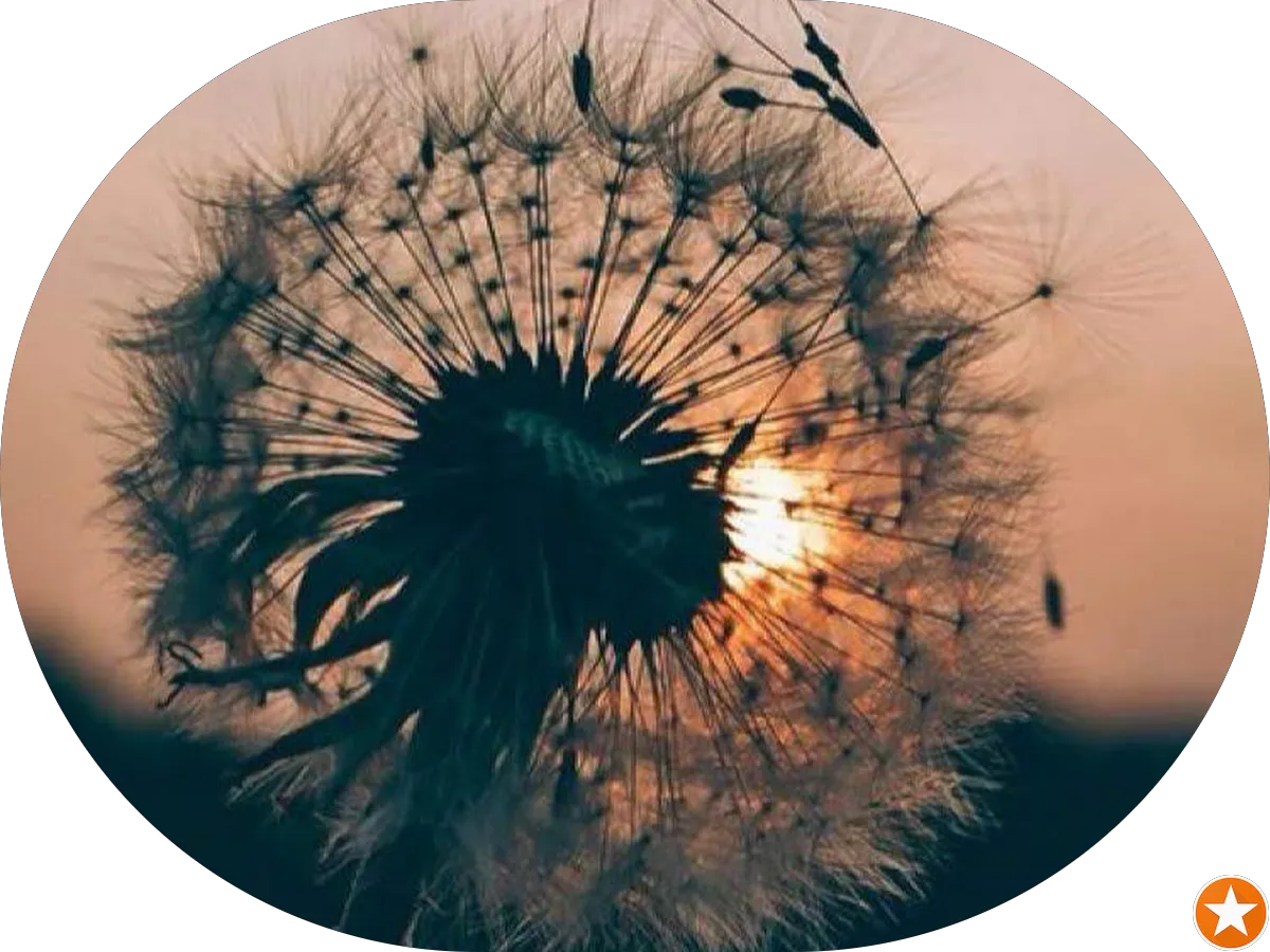 Dianna Tax Professional