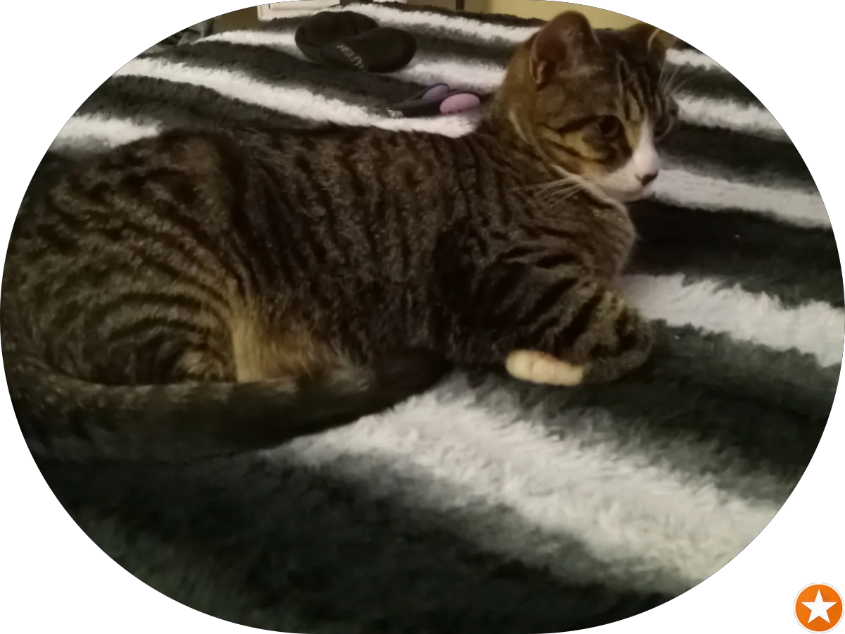 Dion Gama Hair Braiding photo 2