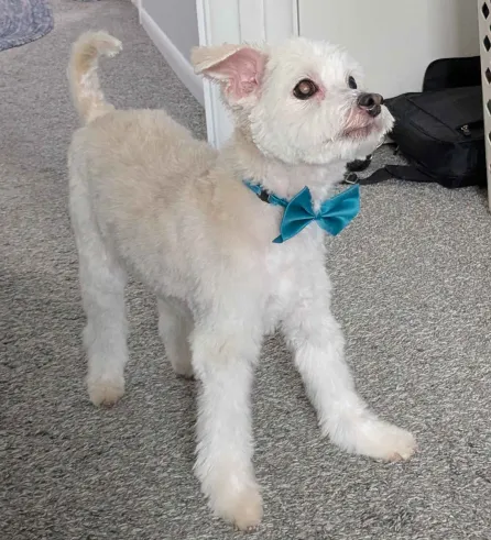 Dirty Dogs Mobile photo 2