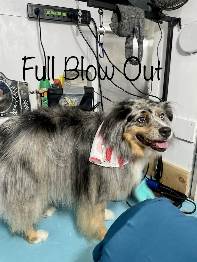 Dirty Dogs Mobile photo 3