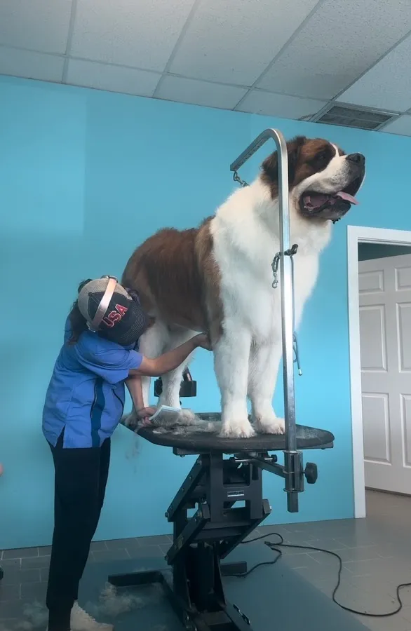 Dog Days Too! photo 3