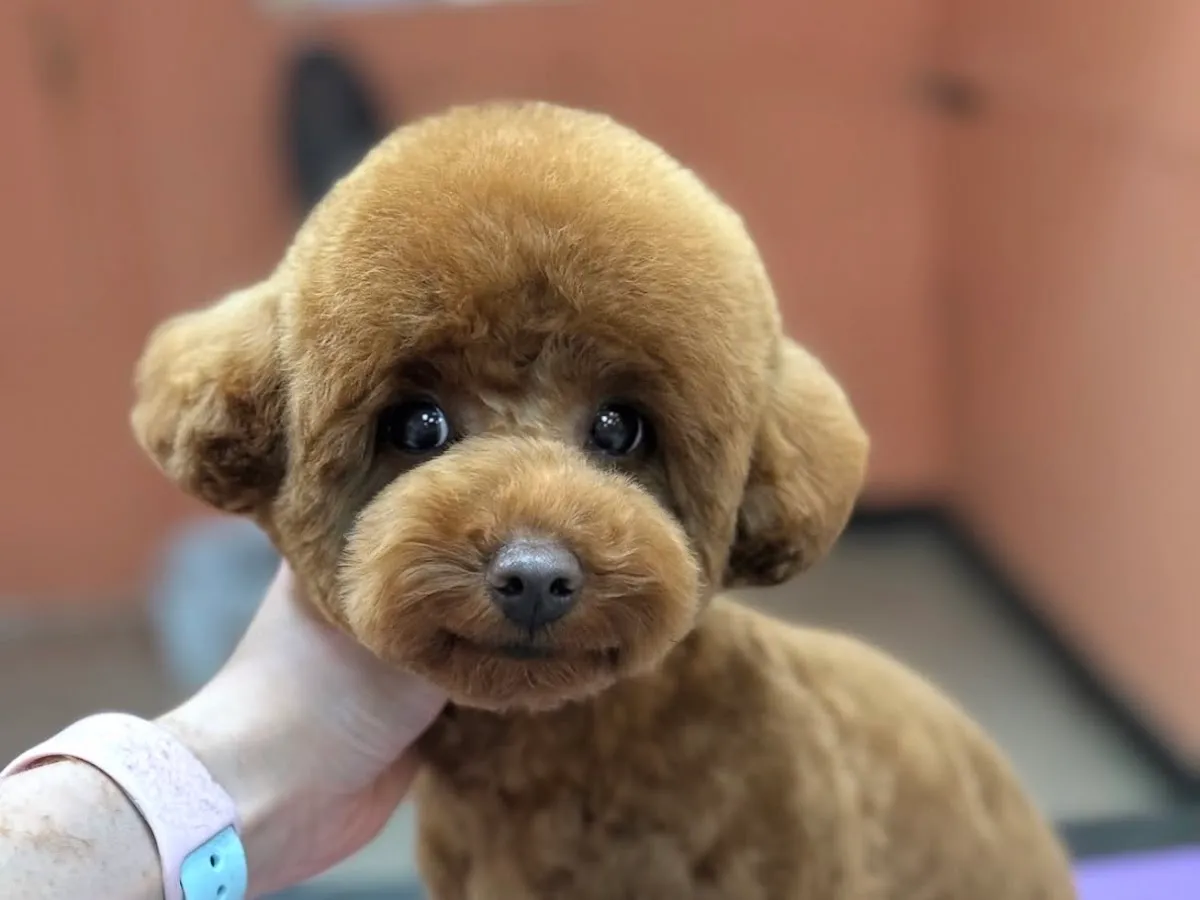 DOGCATGROOM STUDIO BY IULIIA MATUSHEVSKA