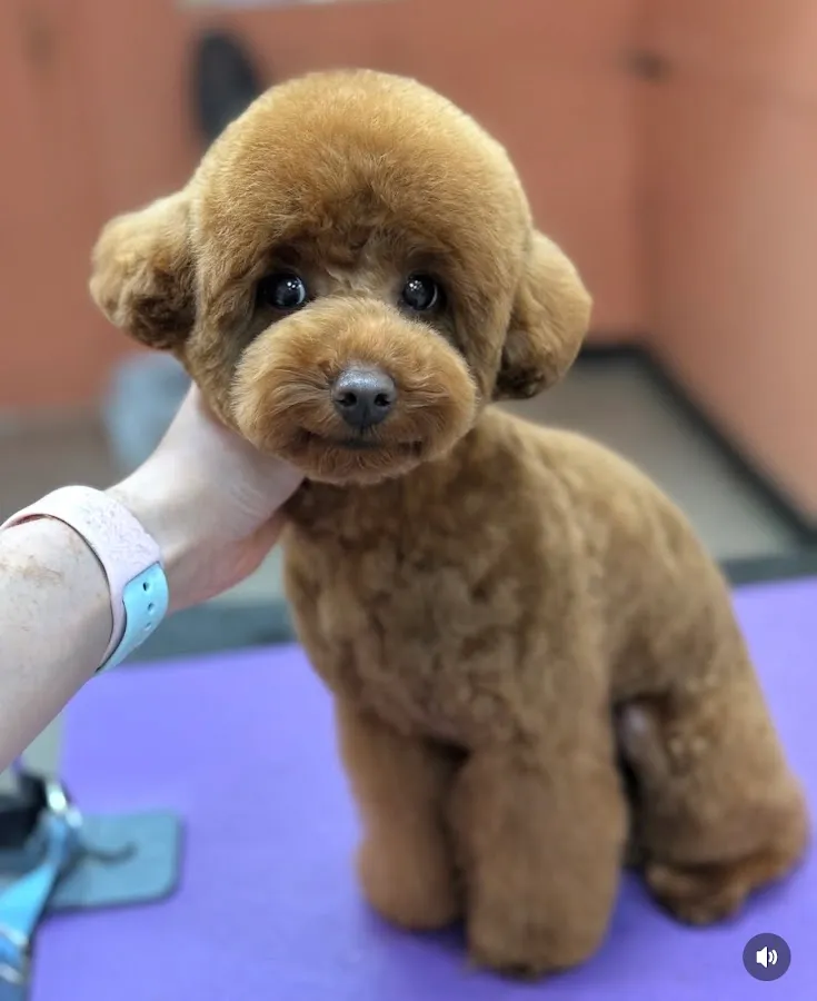 DOGCATGROOM STUDIO BY IULIIA MATUSHEVSKA photo 2