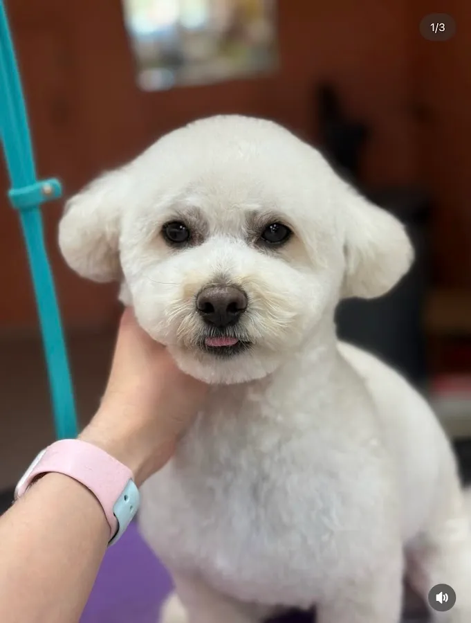 DOGCATGROOM STUDIO BY IULIIA MATUSHEVSKA photo 4