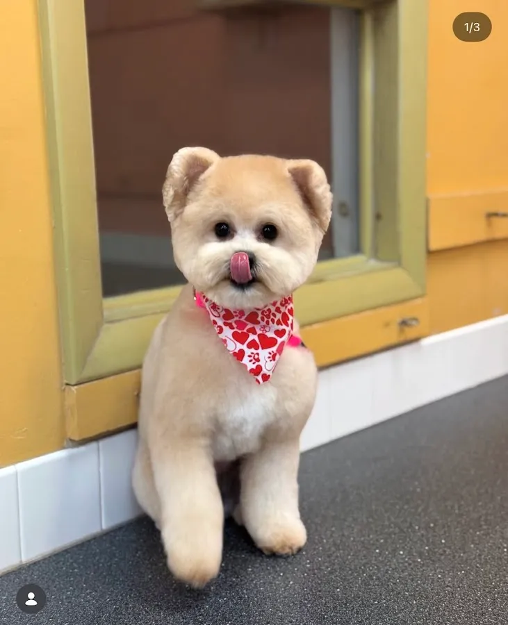 DOGCATGROOM STUDIO BY IULIIA MATUSHEVSKA photo 5