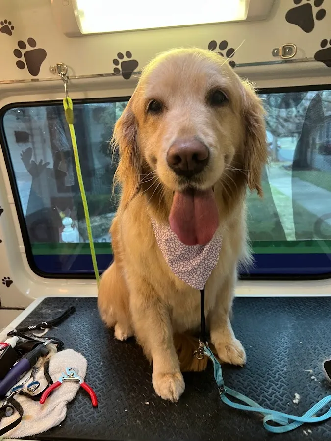 Doggie Fresh Express