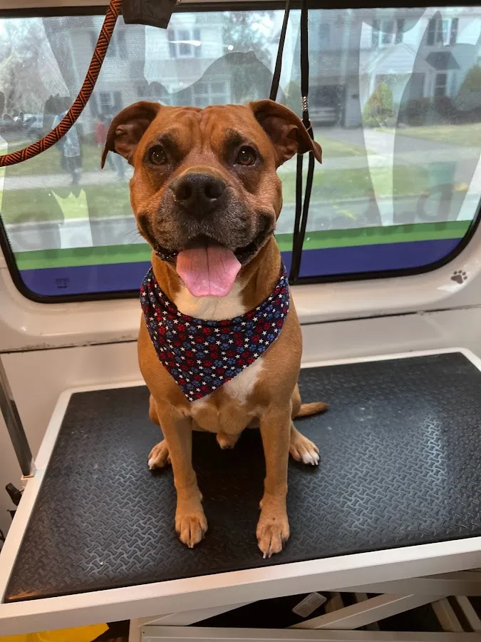 Doggie Fresh Express photo 2