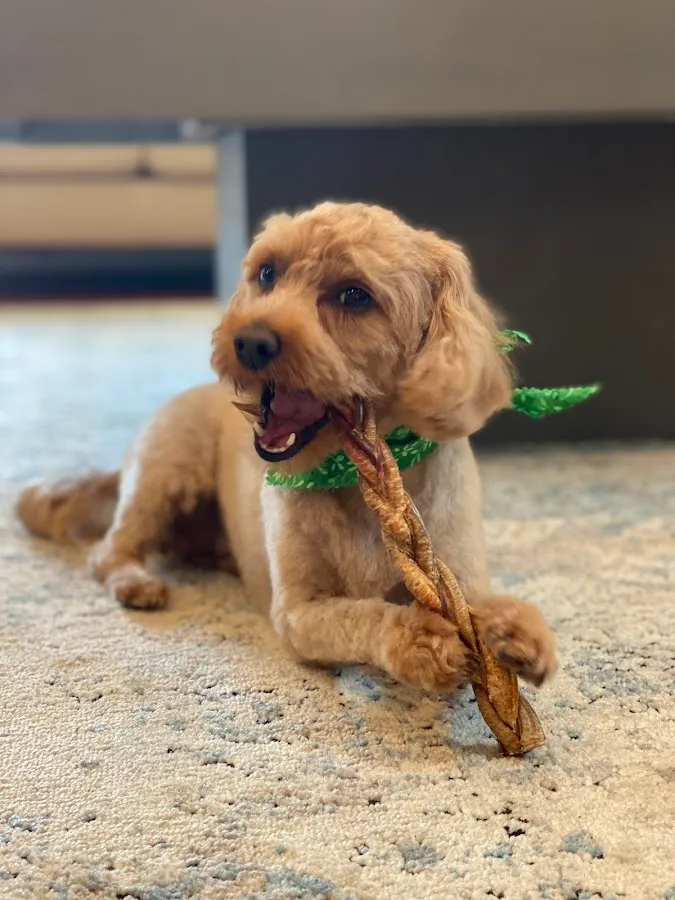 Doggie.designs photo 2