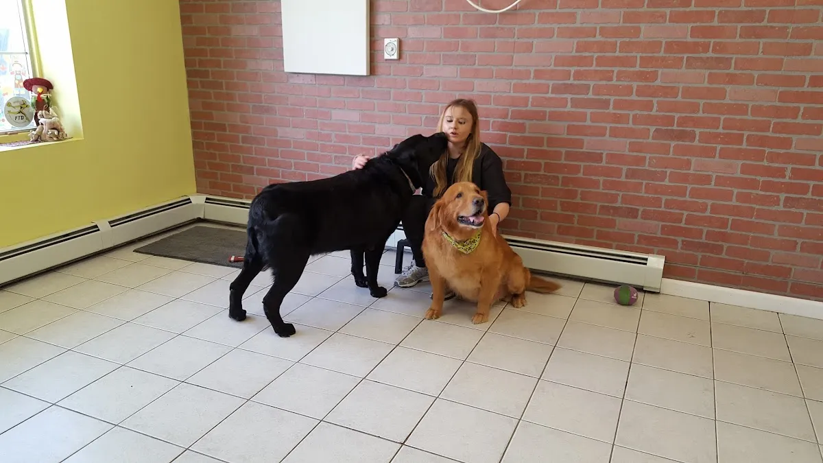 Doggies' Den Grooming photo 4