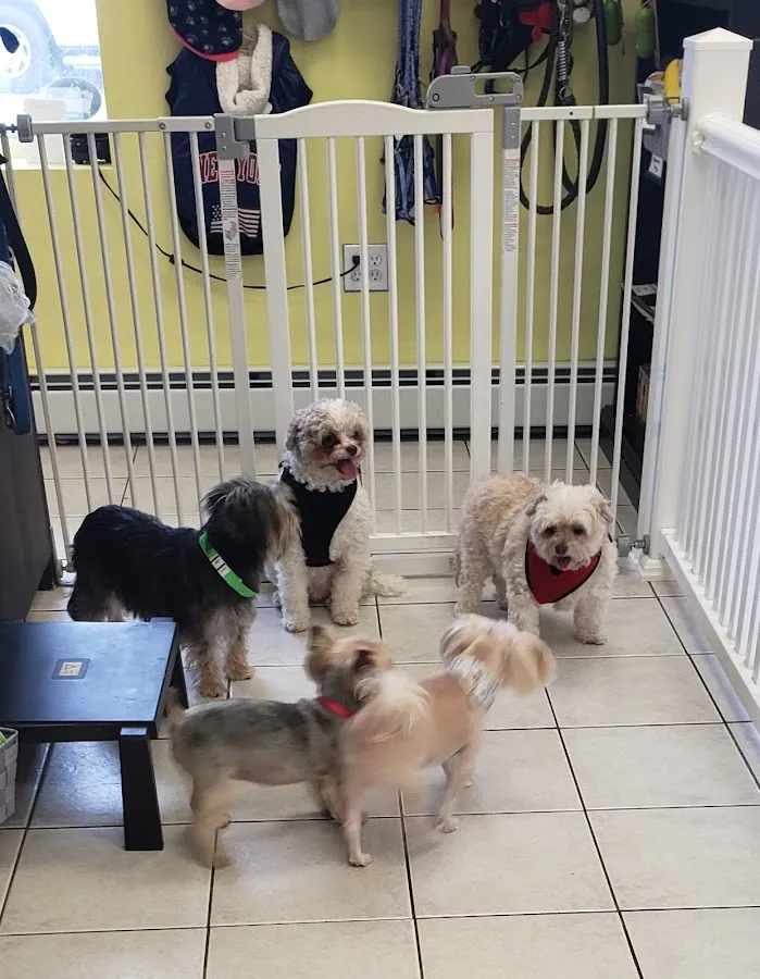 Doggies' Den Grooming photo 5