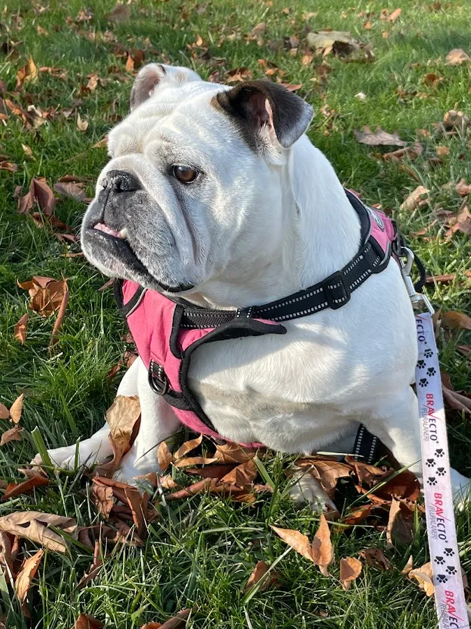 Dogs' Choice Grooming LLC photo 2