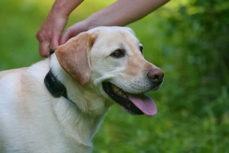 DogWatch of Burlington County