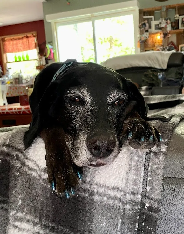 Doorway to Heaven Pet Euthanasia Veterinary Housecalls