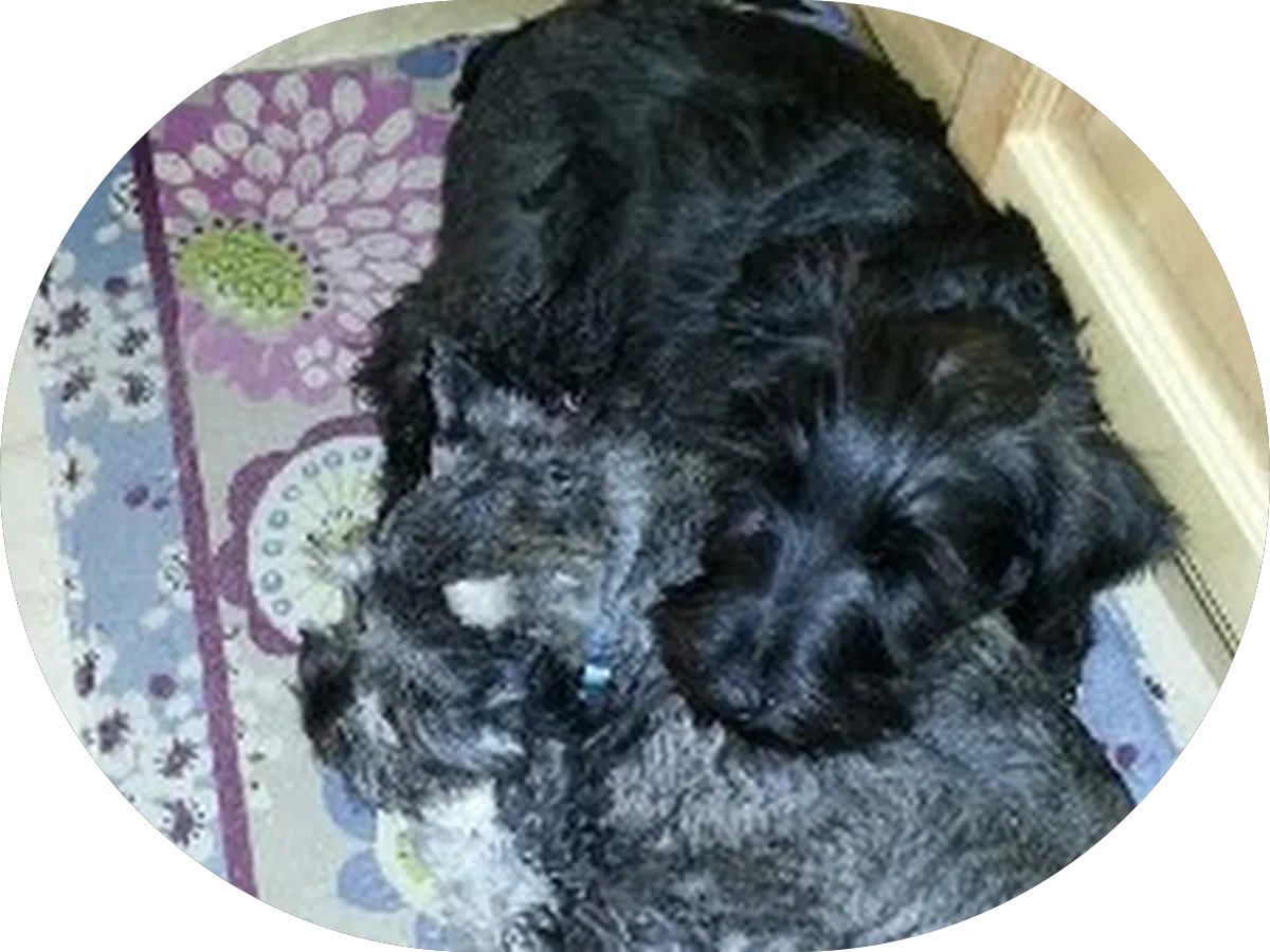 Dorothy Miller, Keller Williams Realty - Cherry Hill