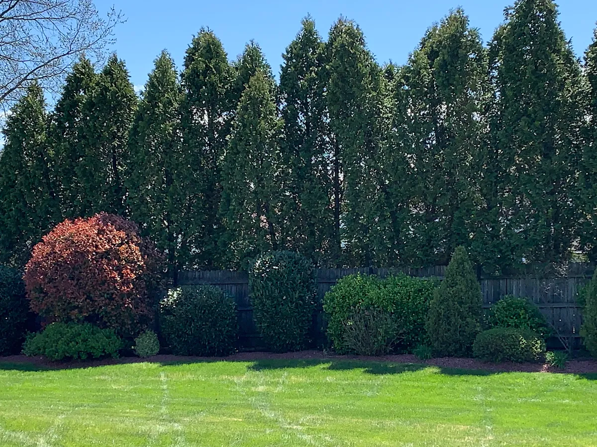 Downey Landscaping photo 4