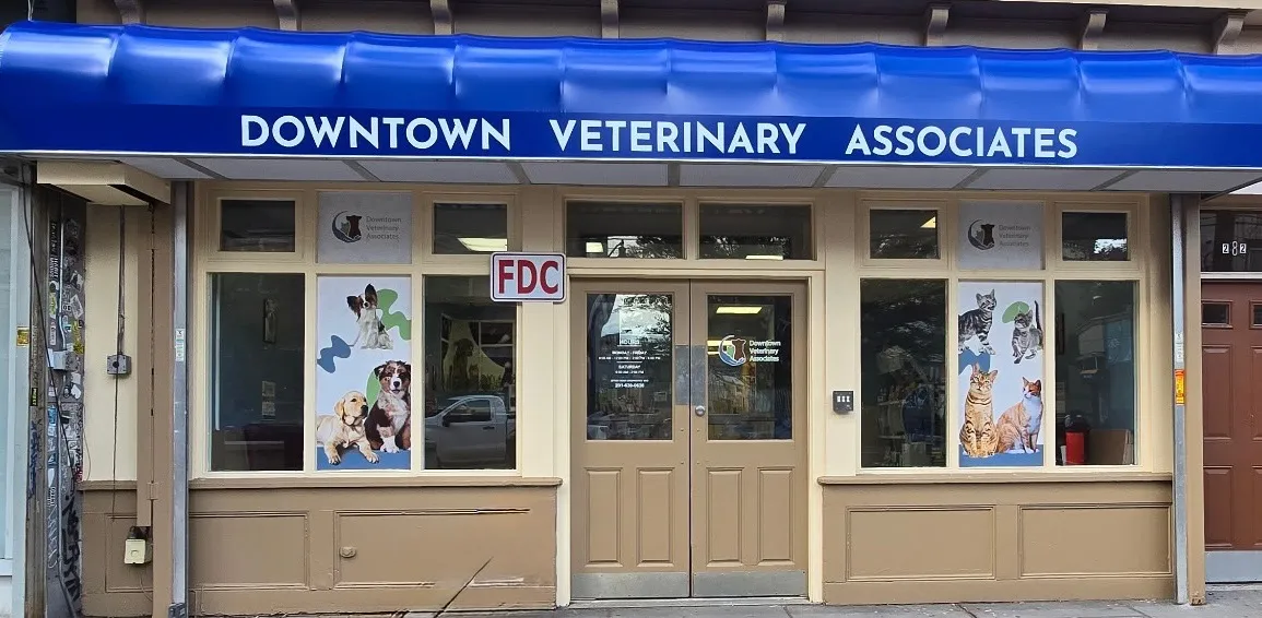 Downtown Veterinary Associates