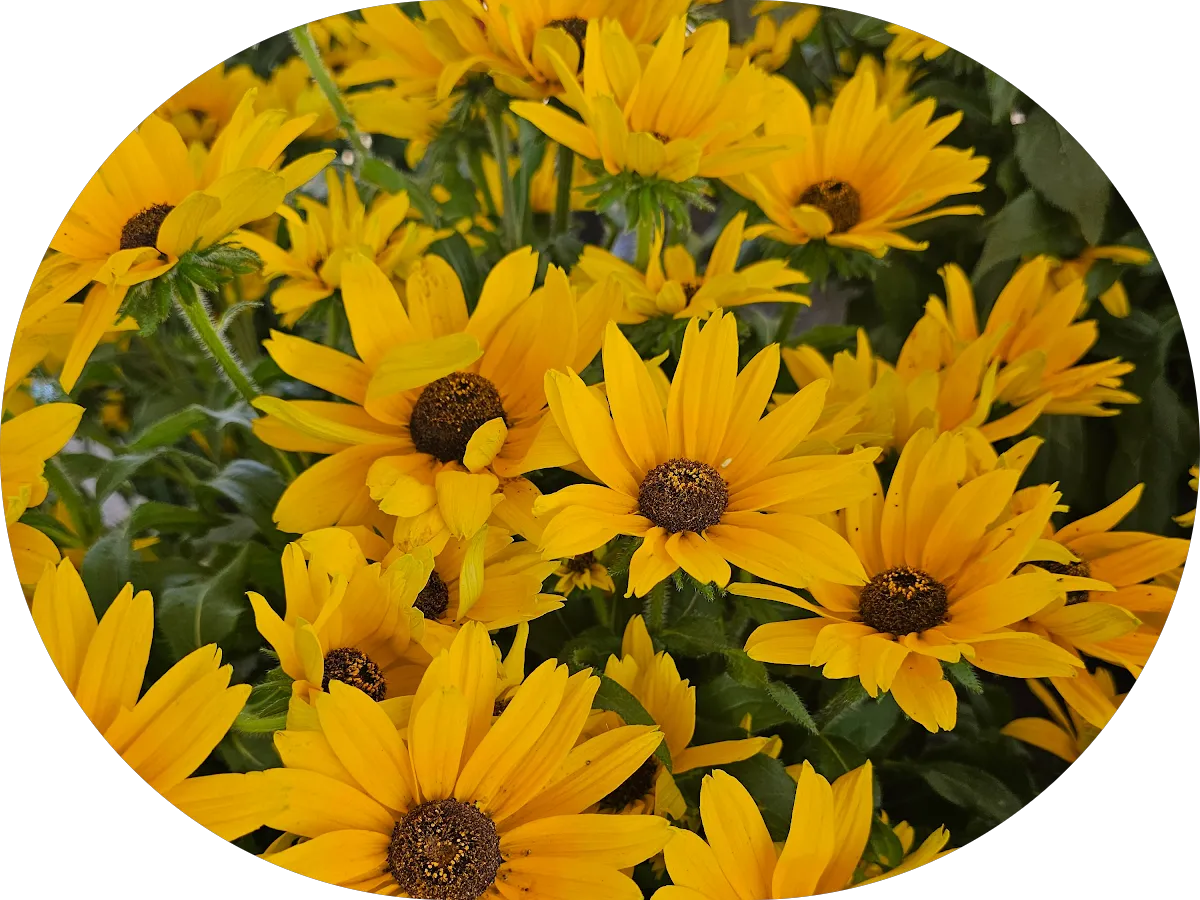 Dr. Cyrus Mohazzebi, MD photo 3