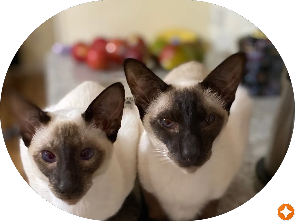 Dr. Darshan Vaidya, MD, FAAD photo 5