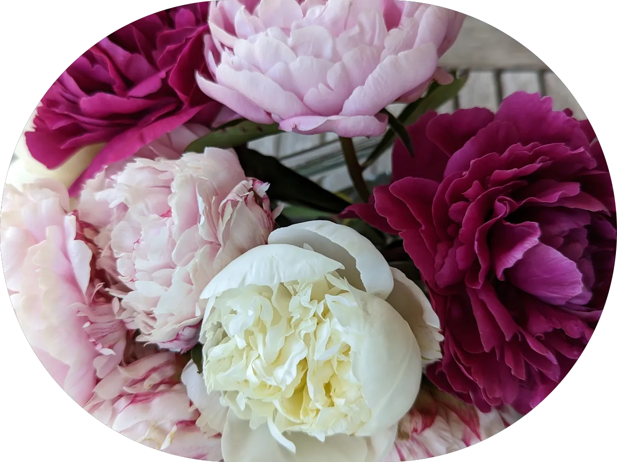 Dr. Elizabeth A. Burns