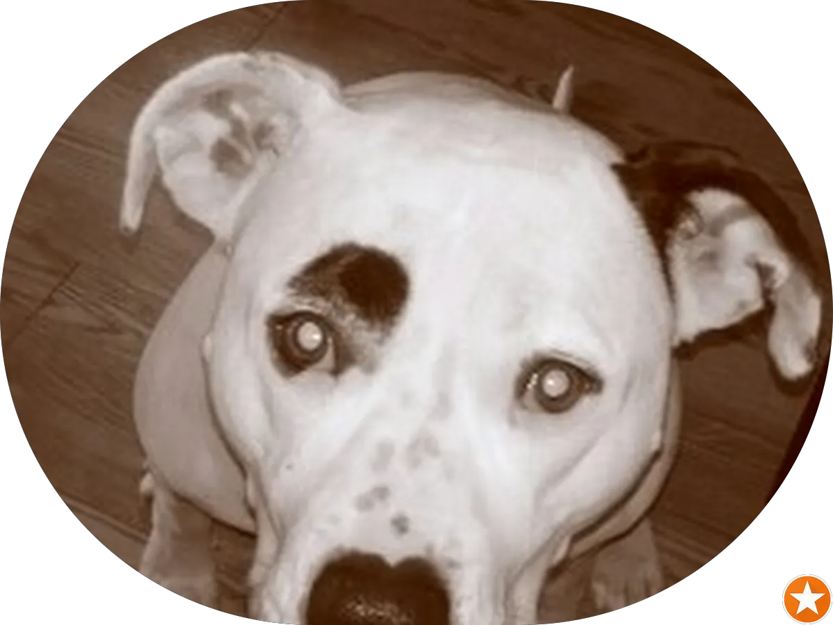 Dr. Lawrence J. Anastasi photo 2