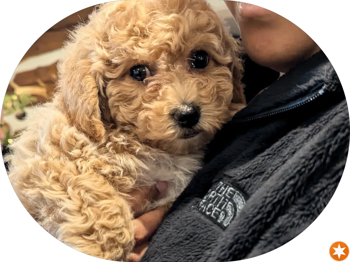 Dr. Maria Lourdes D. Ibay, MD