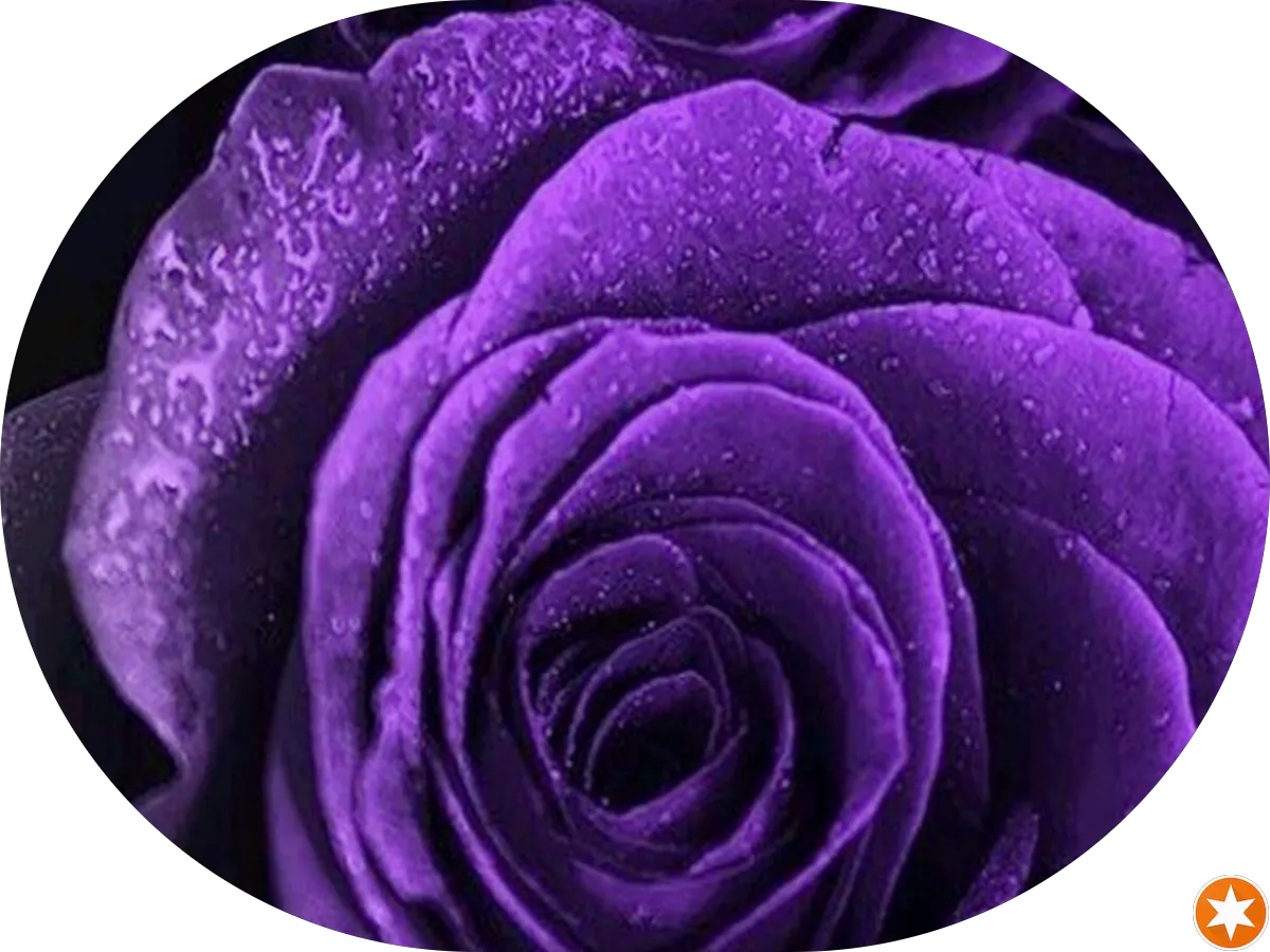 Dr. Nila A. Sheth, MD photo 3