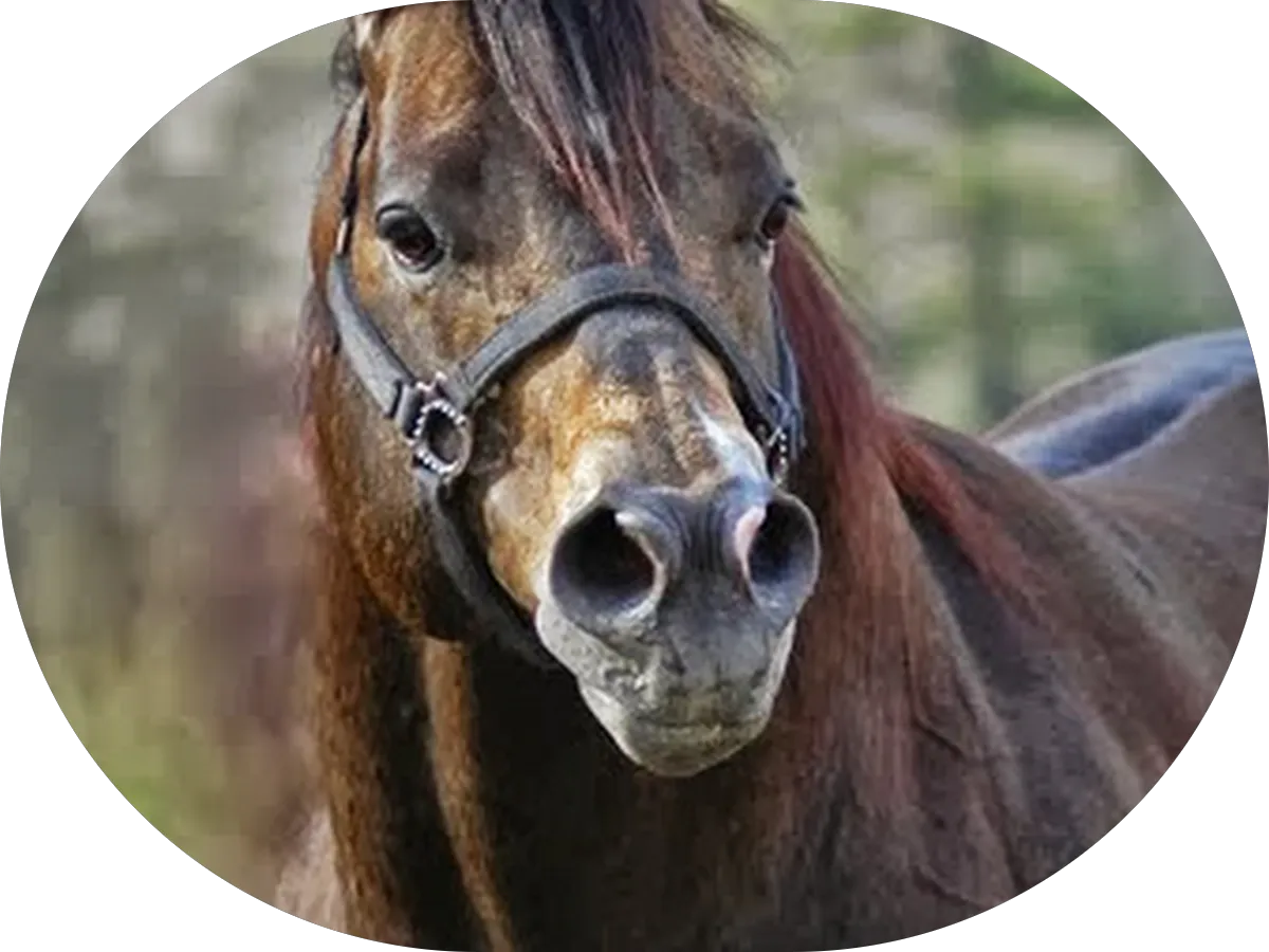 Draincare Advocate plumbing Service