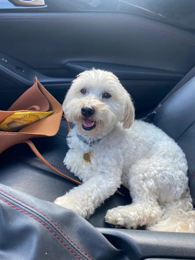 Ducky's Dog Spa photo 2