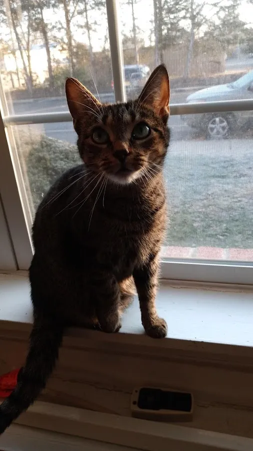 East Coast New Jersey Spay Clinic