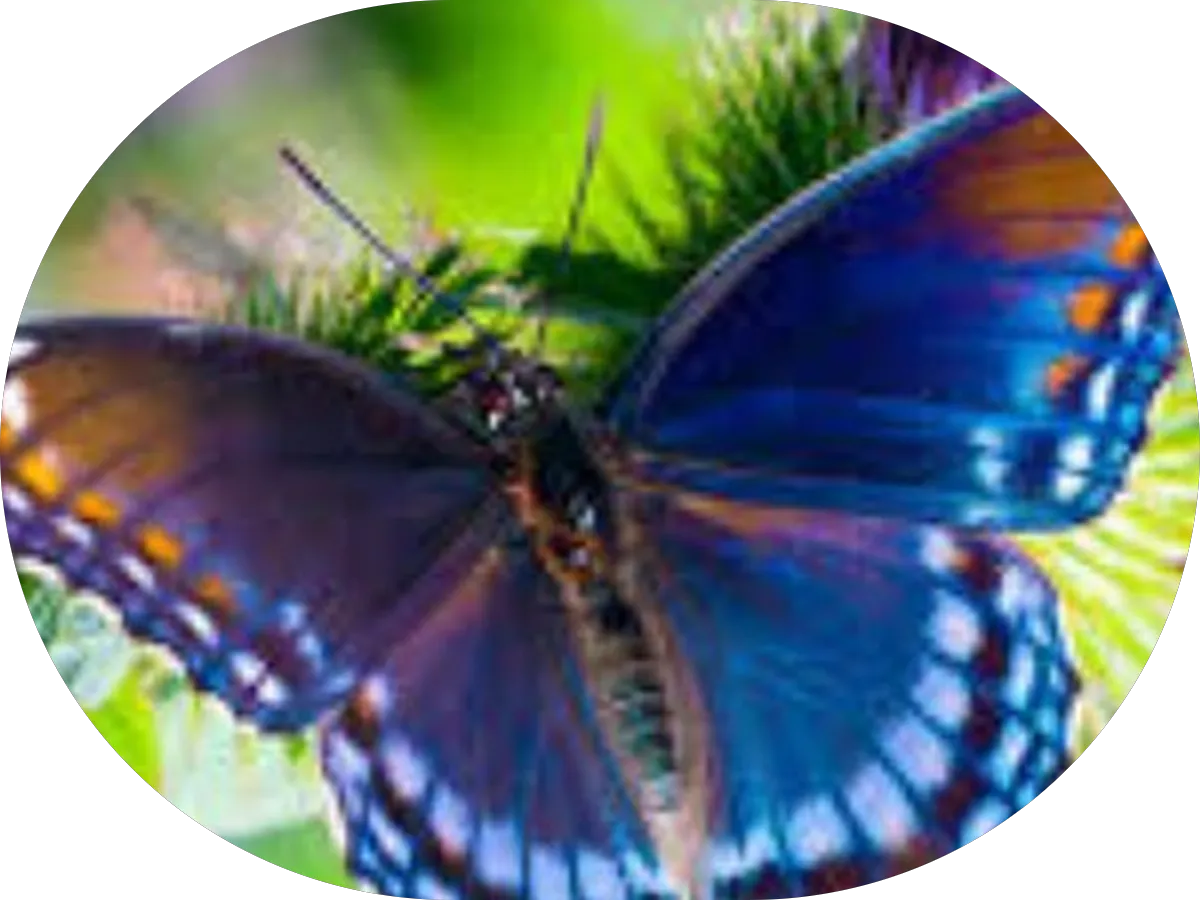 East Coast New Jersey Spay Clinic photo 2