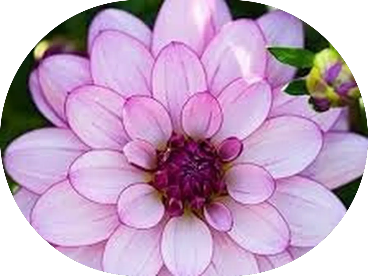 Eastern Carpet Care photo 4