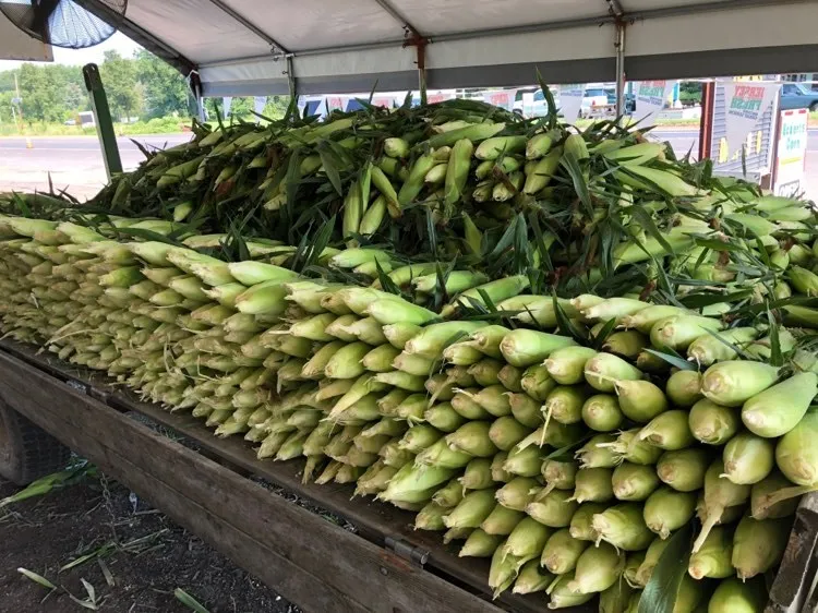 Eckerts Corn Stand photo 3