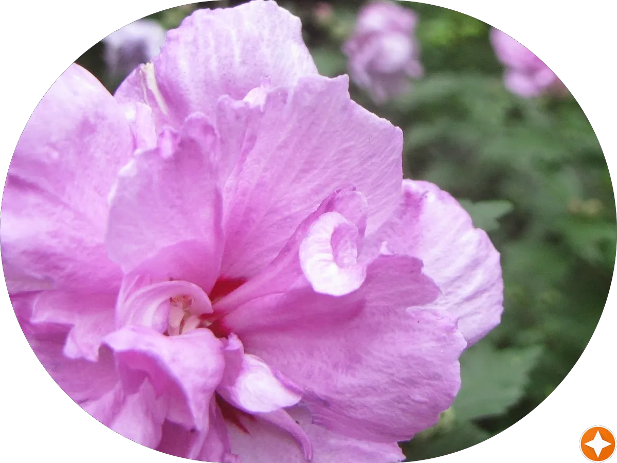 Elim Spa/Head Scalp,Couple Massage,Foot Reflexology,Palisades Park NJ photo 5