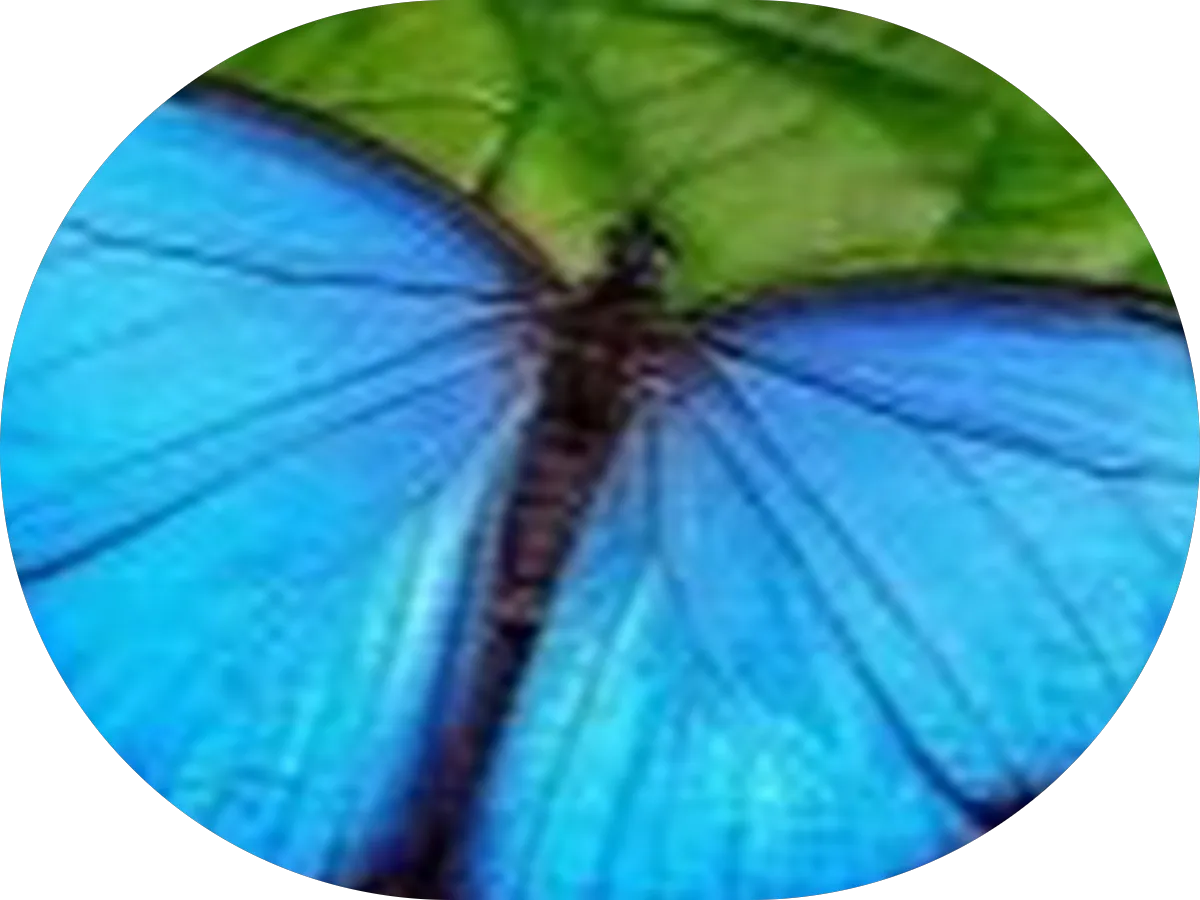 Elmar Auto Repair photo 5