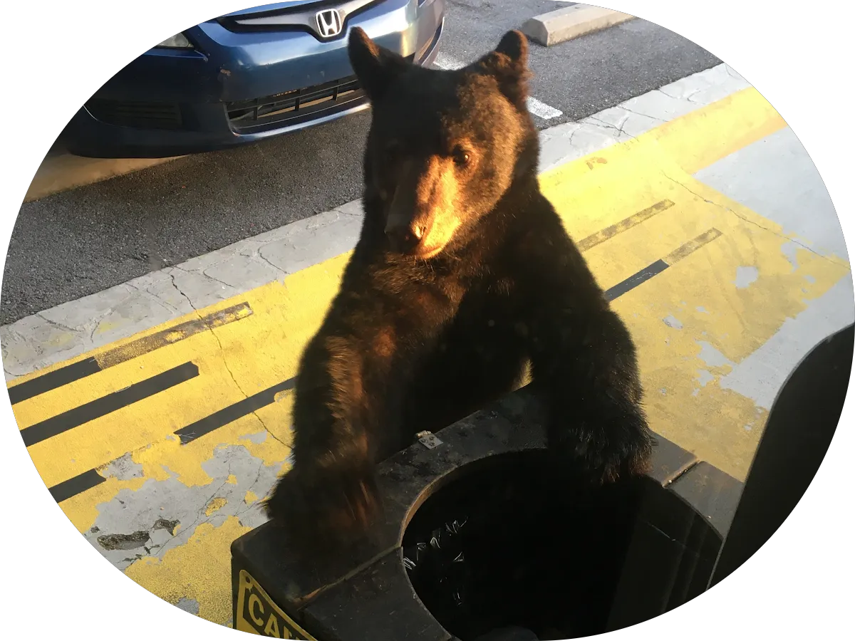 Enchanting Florist & Gift Shop photo 5