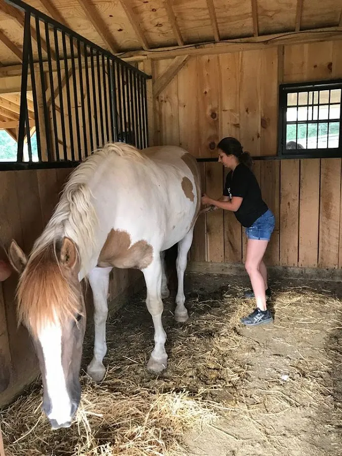 Equine and Canine Therapy Massage