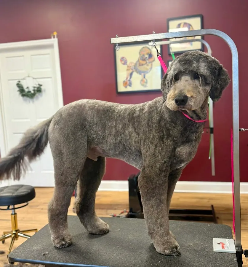 Eris Arcana: Pet Artistry photo 2