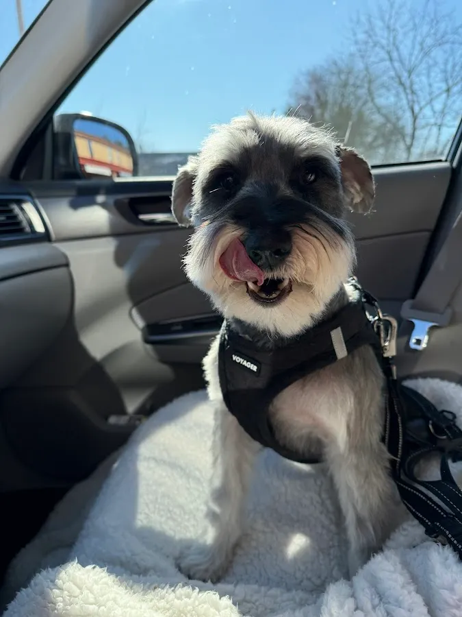 Eris Arcana: Pet Artistry photo 3