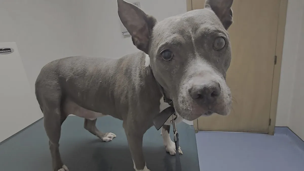 Evesham Veterinary Clinic photo 3