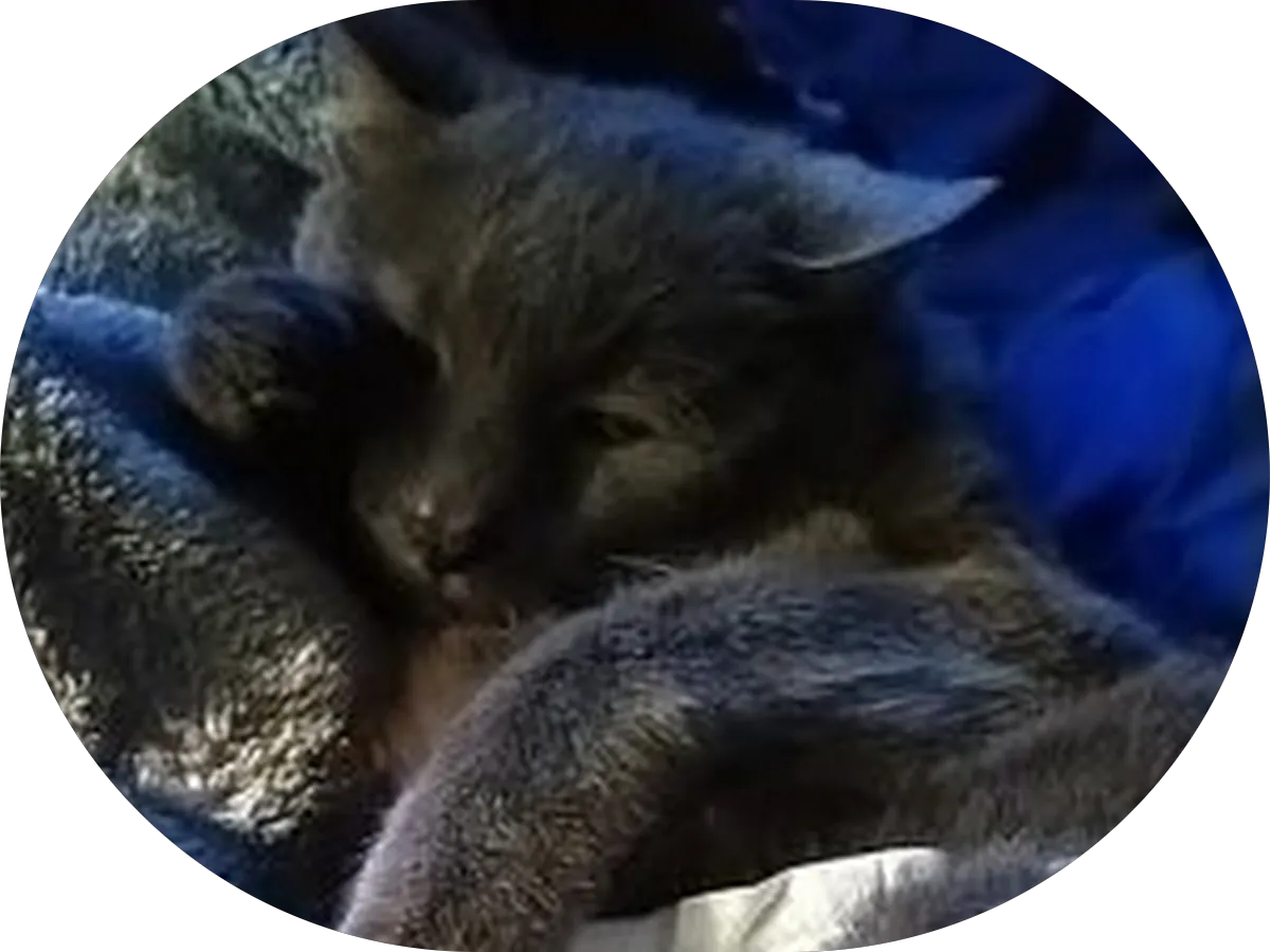 Evolution Tattoo photo 5