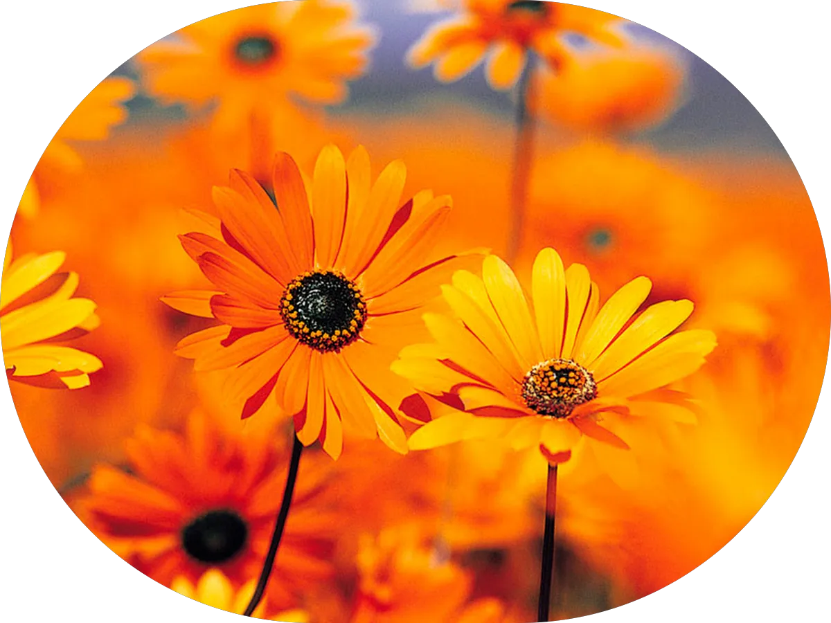 Farmers Insurance - Christopher Banks photo 3