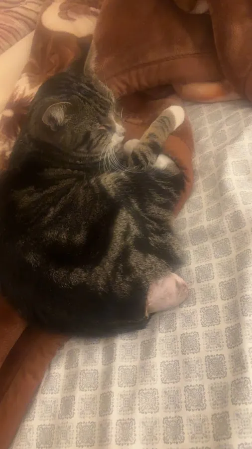 Farview Animal Clinic Paramus photo 3