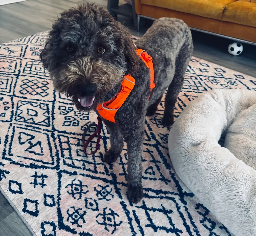 Farview Animal Clinic Paramus photo 4