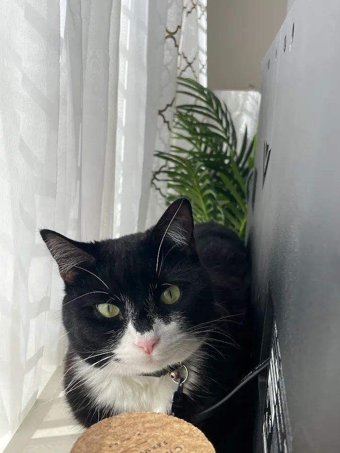 Farview Animal Clinic Paramus photo 5