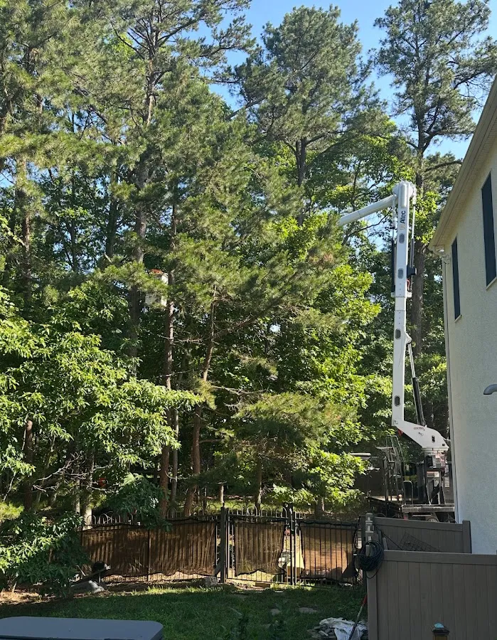 First Class Tree Service photo 2