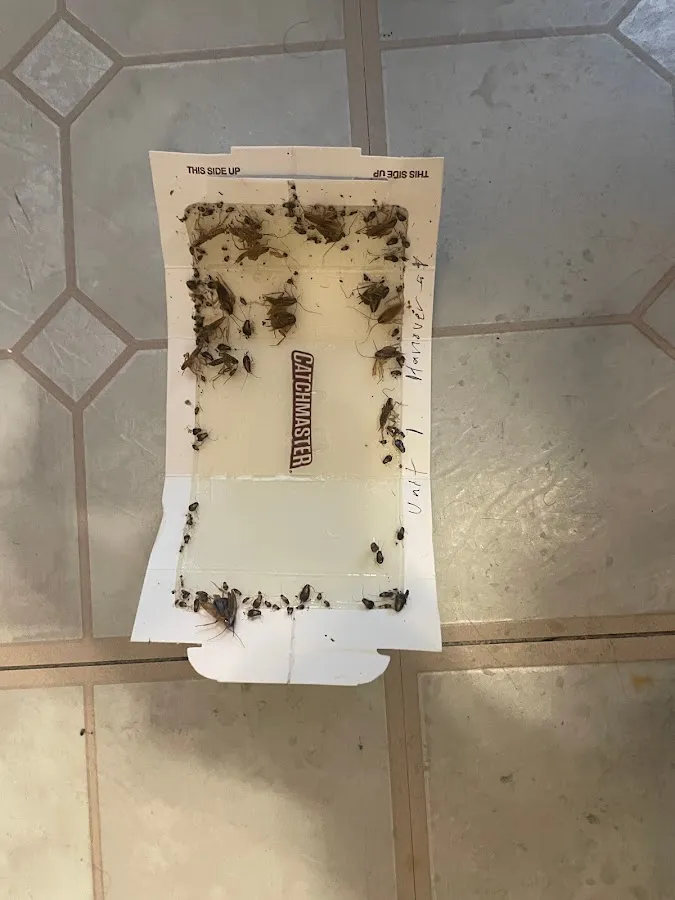 Flea Flicker Pest Control